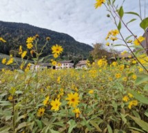 Neophyten in Südtirol