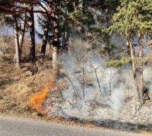 Feuer im Wald