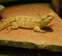 Geckos im Wohnzimmer