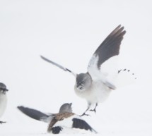 Die bedrohten Vögel