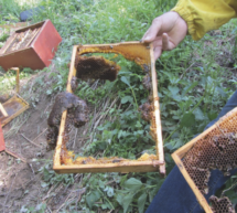 Bär zerstört Bienenstock 