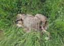Toter Wolf in Tirol gefunden