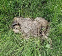 Toter Wolf in Tirol gefunden