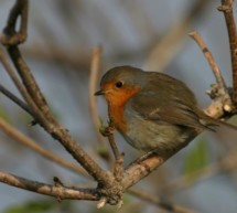 Birdwatching in der Stadt