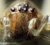 Die Augen der Spinne