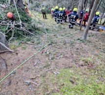 Mann von Baum gestreift