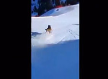 Skifahrer jagt Wolf