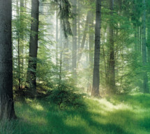 KI im Wald