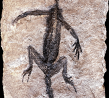 Das älteste Reptil Italiens