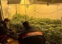 Das Marihuana-Wohnzimmer