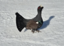 Auerhahn von Skifahrern überfahren