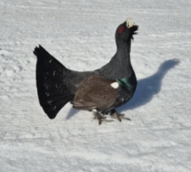 Auerhahn von Skifahrern überfahren