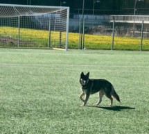Der Wolf(shund)