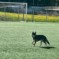 Der Wolf(shund)