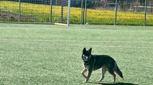 Der Wolf(shund)