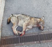 Wolf auf der MeBo überfahren