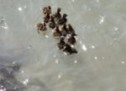 Enten-Familie in Not