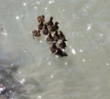 Enten-Familie in Not