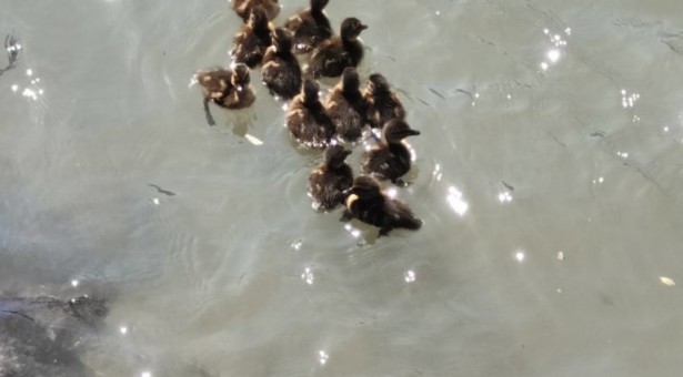 Enten-Familie in Not Enten-Familie in Not