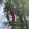 Landung auf dem Baum