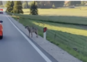 „Den Wolf verschrecken“