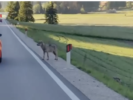 „Den Wolf verschrecken“