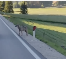 „Den Wolf verschrecken“
