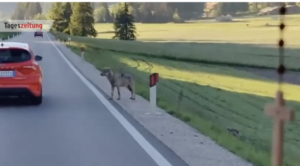„Den Wolf verschrecken“