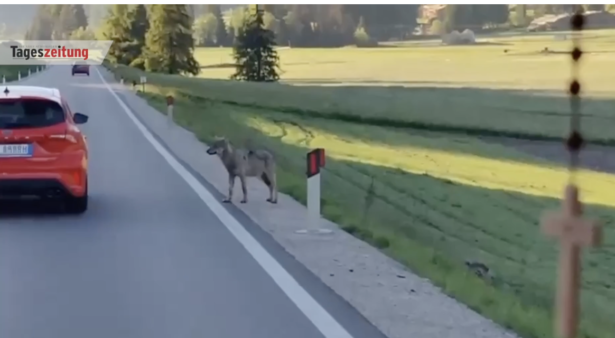 „Den Wolf verschrecken“