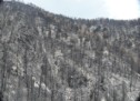 Nach dem Waldbrand