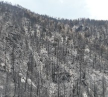 Nach dem Waldbrand