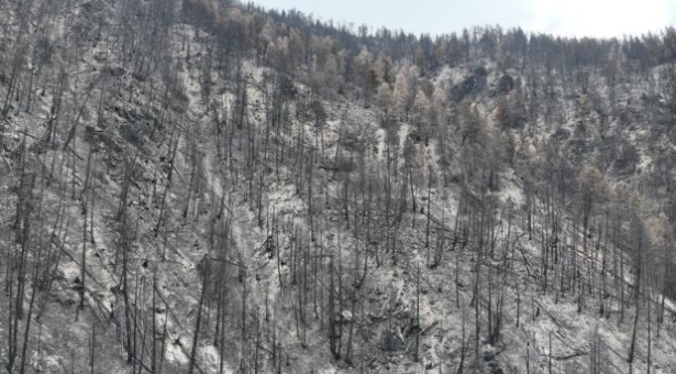 Nach dem Waldbrand